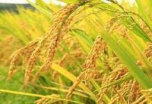 Kepatuhan Wujud Kerendahan Hati