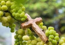 Yang (Sudah) Berbuah….. Dibersihkan-NYA, Supaya Lebih Banyak Berbuah