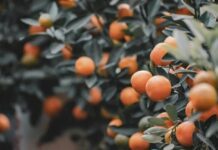 Tidak Cukup Datang Pada Tuhan…… Harus Ada Pertobatan!